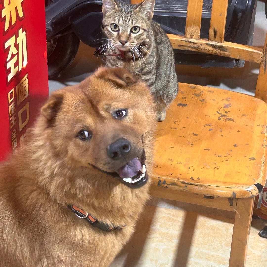 城城