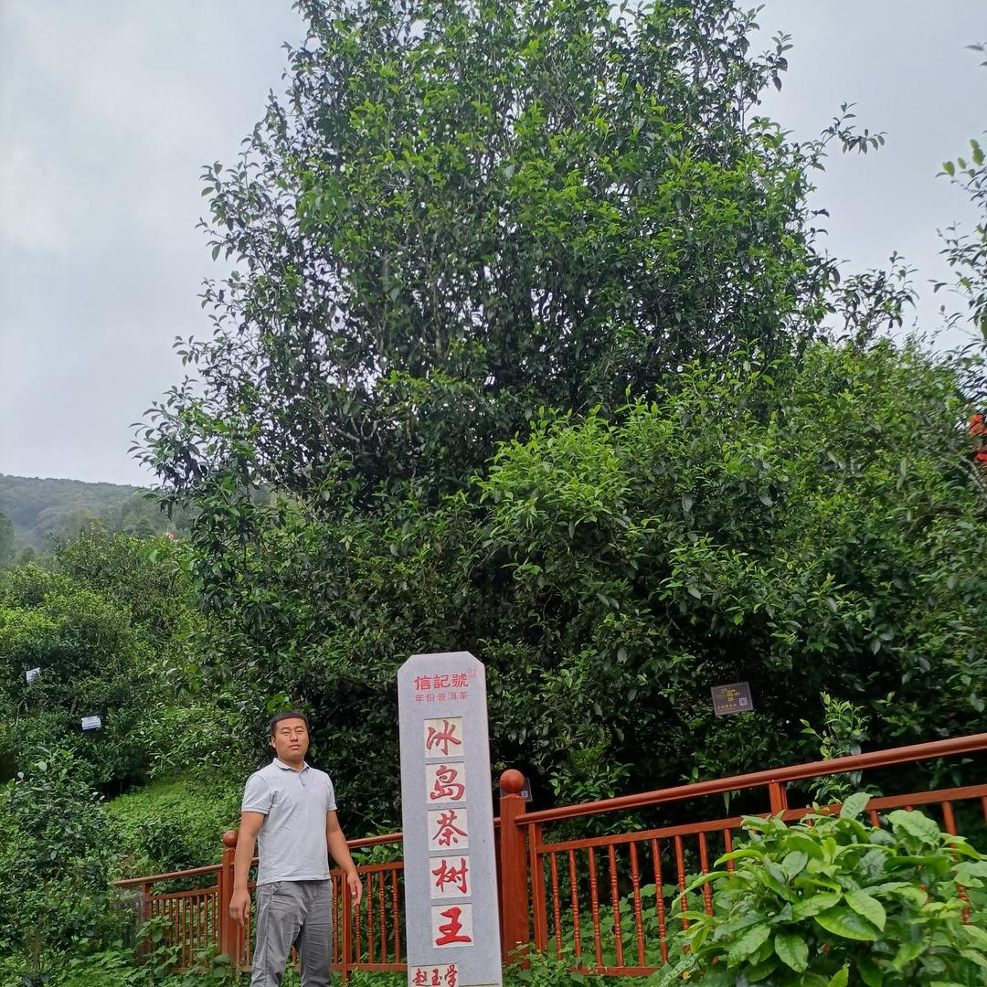 临沧悟成茶业有限公司