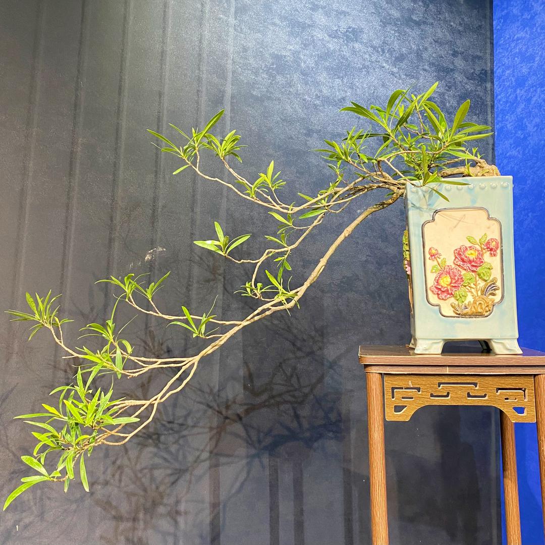 一栀独秀盆景园