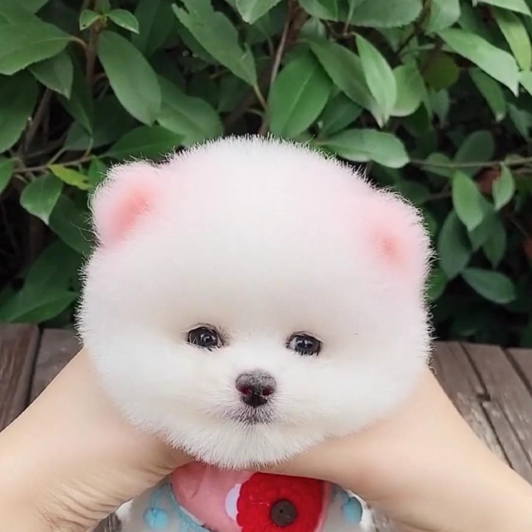 长治卖狗老大（换狗配种，找狗，训犬寄养）