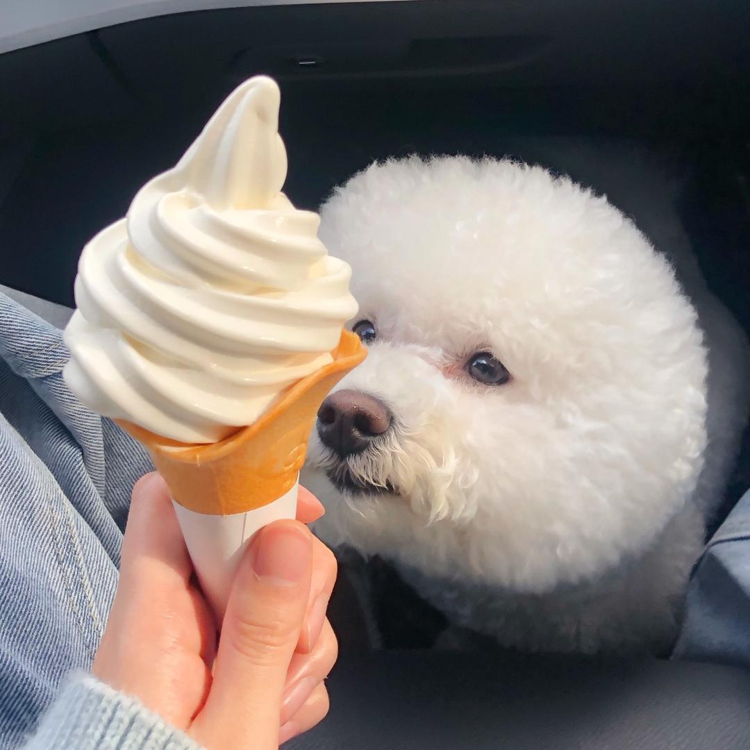 噔宝是汪不是熊