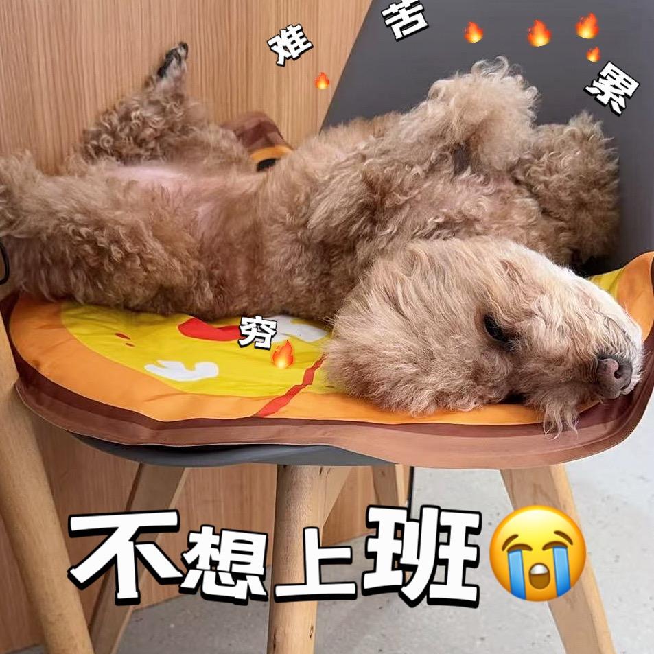 守店小狗的日常