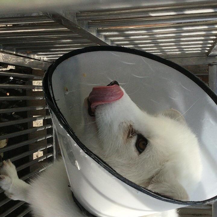 仁心萌宠动物医院