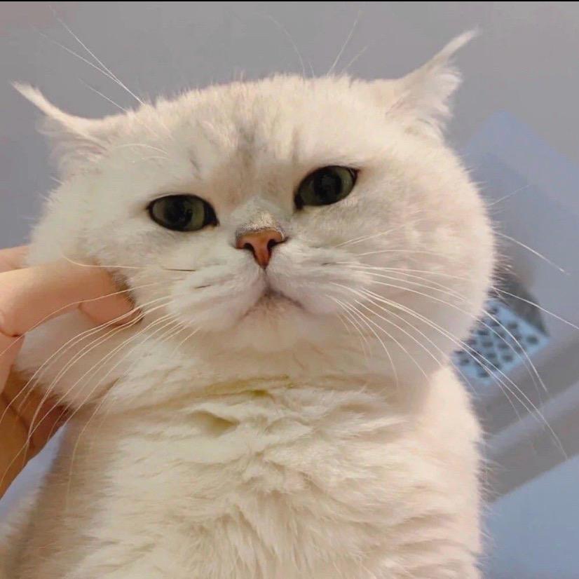 不爱吃蛋黄