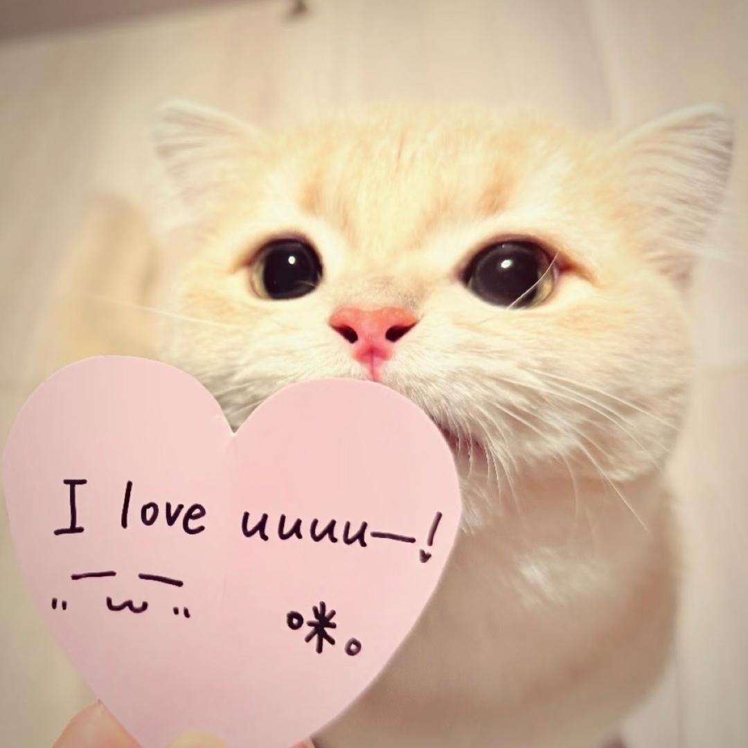 小猫奴