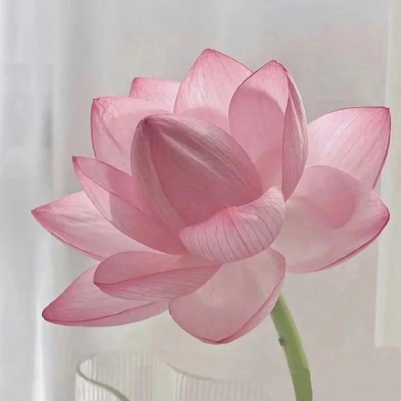 花开富贵财源滚滚🌸