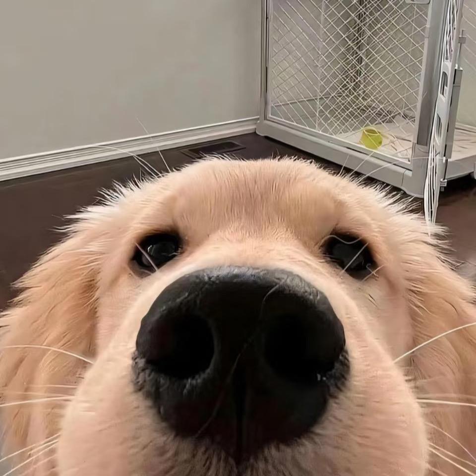 蛋挞大王（有关必回版）