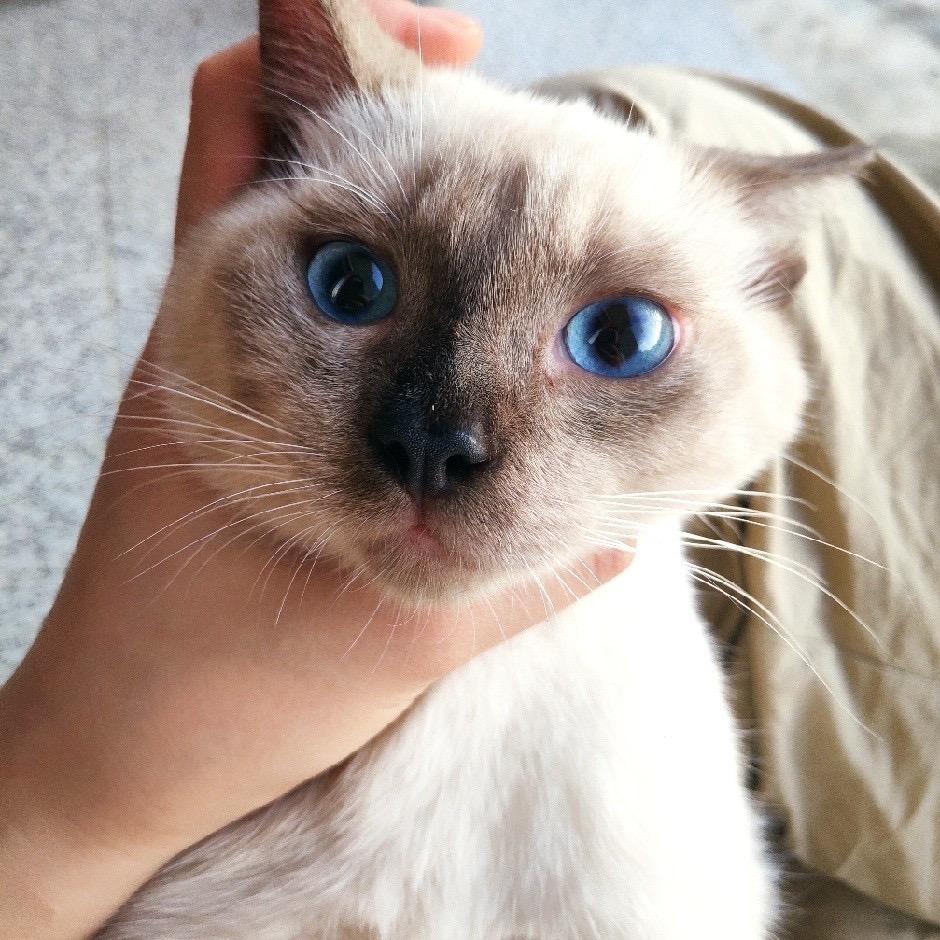 苏二