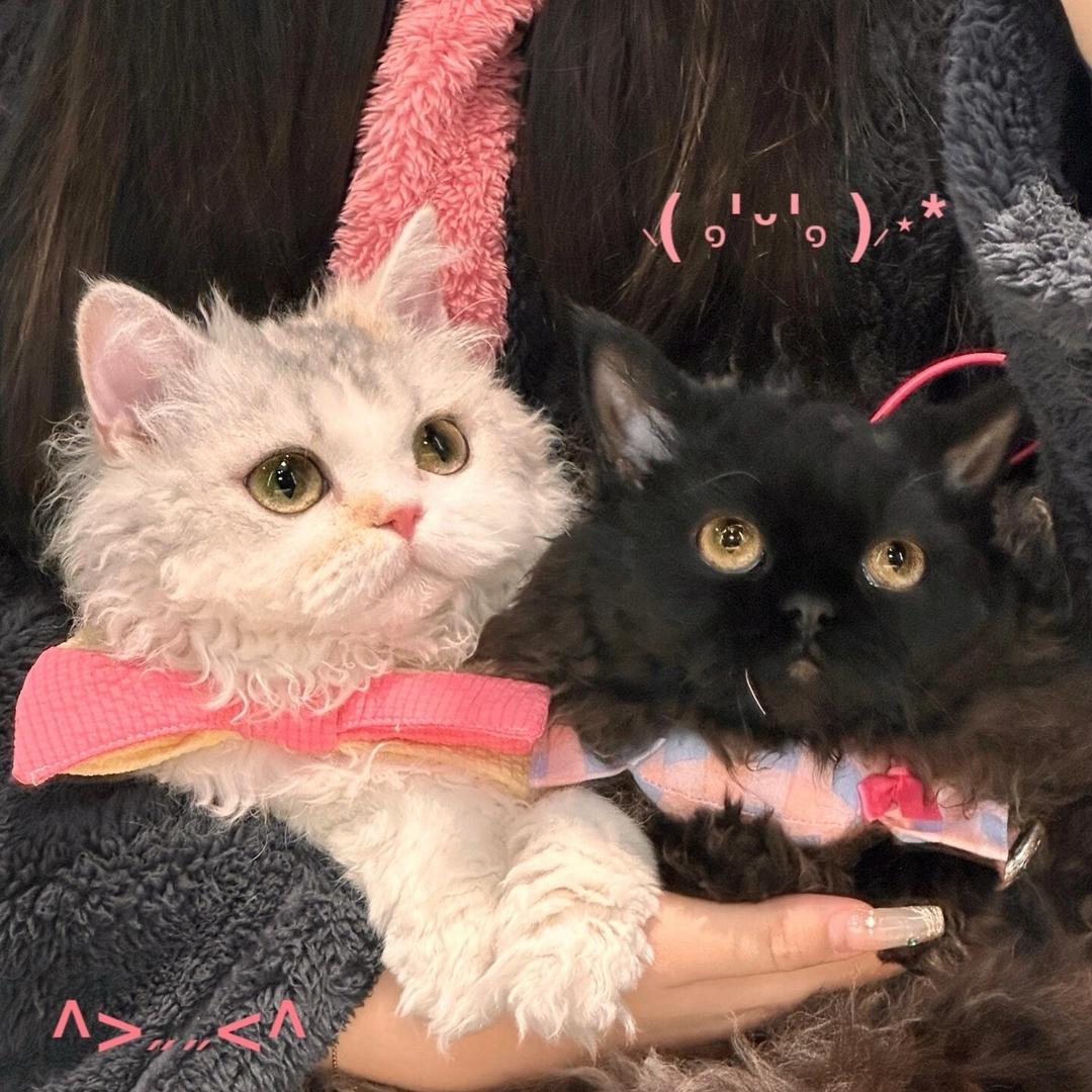 拐猫记