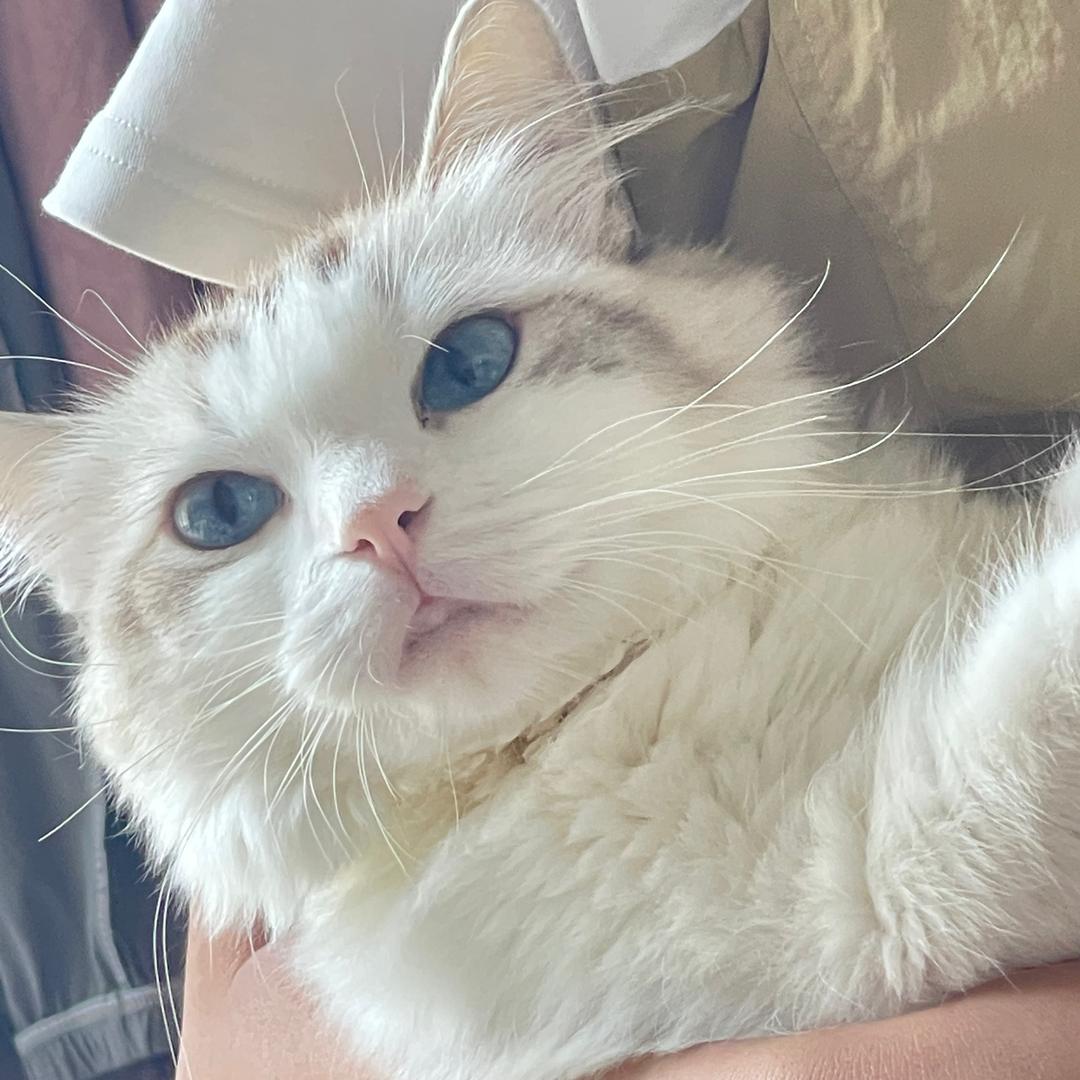昵妮