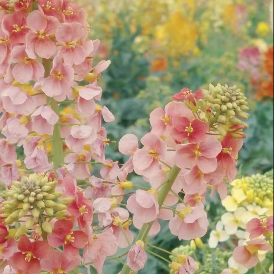 花骨朵儿