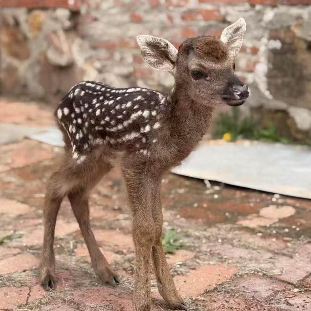 双阳区神鹿嘉土特产商行