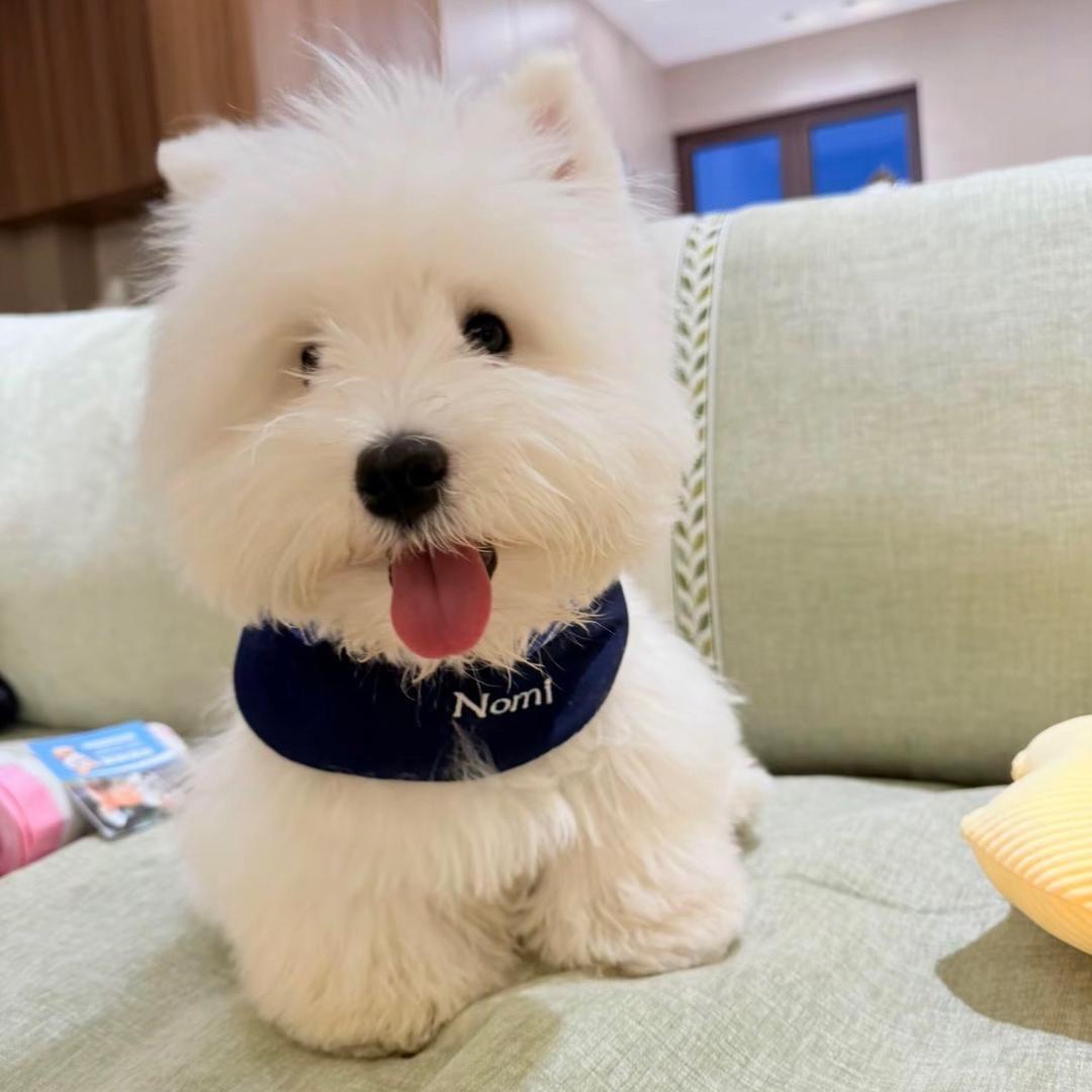 王小块