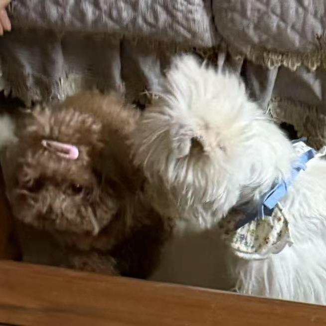 苹果（肥嘟嘟左卫门版）