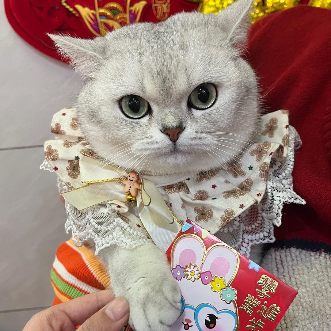 好滴不爱吃鱼