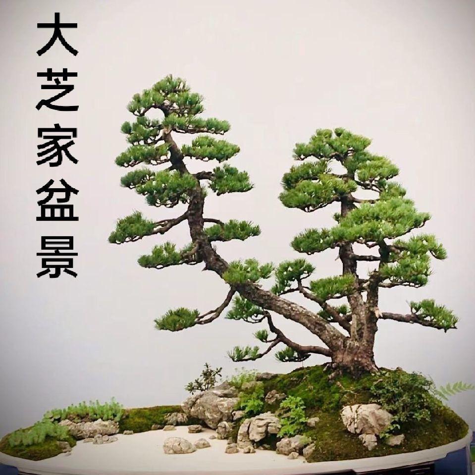 大芝家盆景