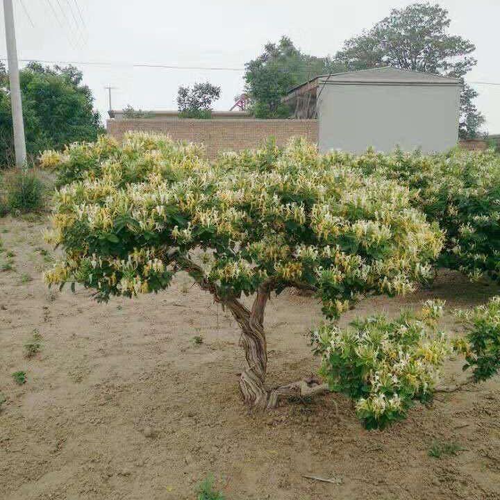 宁馨金银花盆景老桩