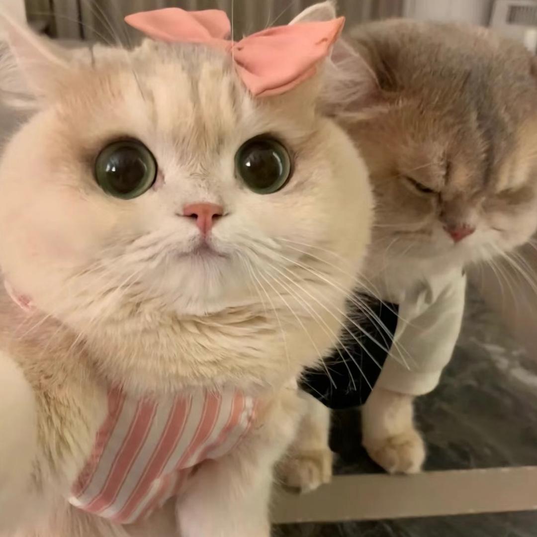 忆芺