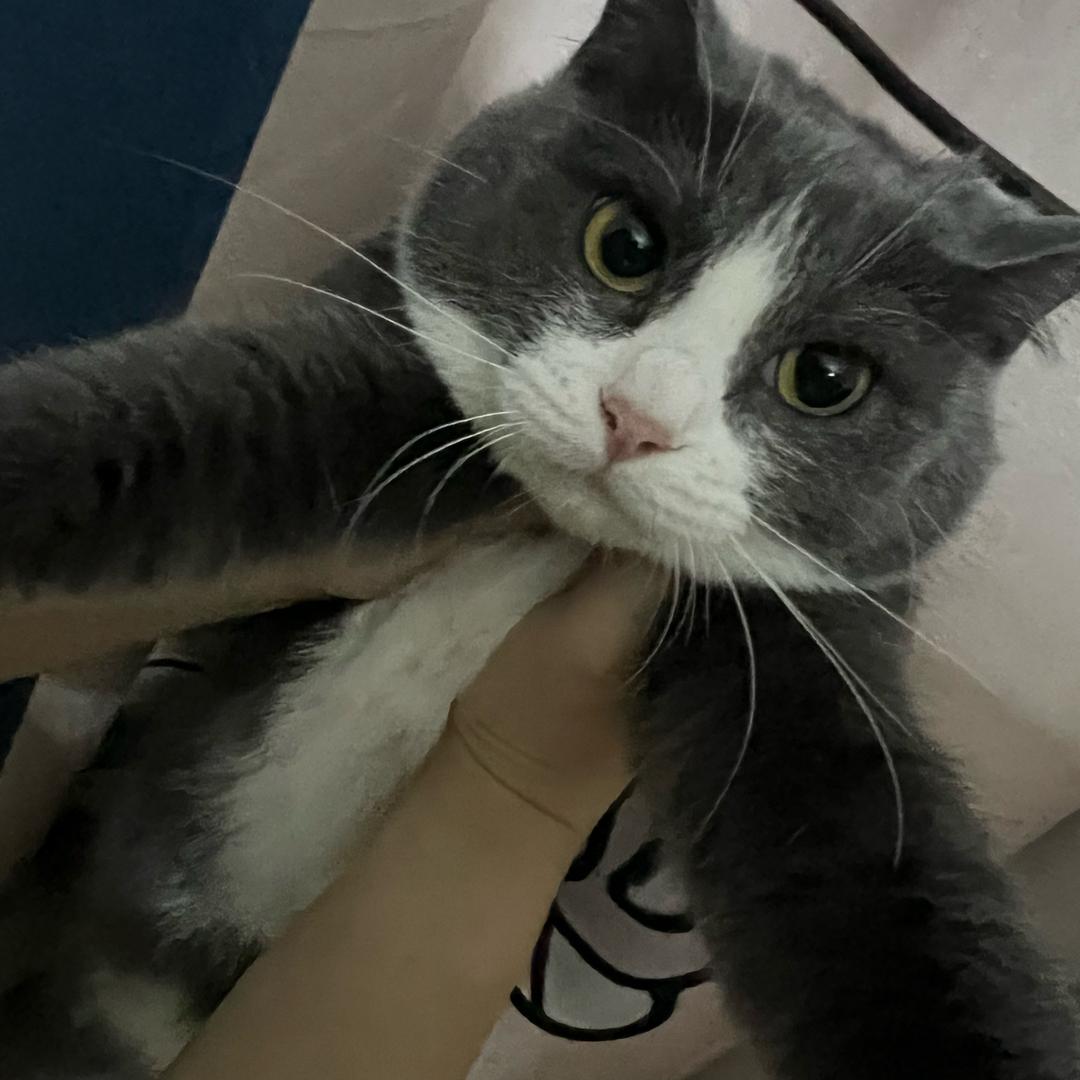 一只叶