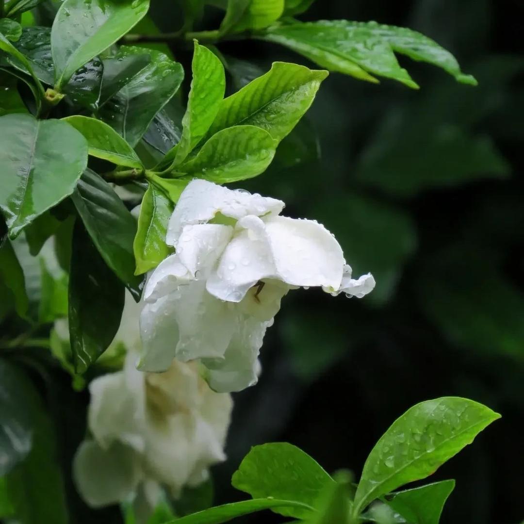 枫栀