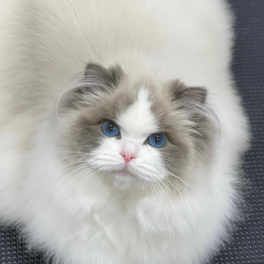 天蝎座布偶猫舍