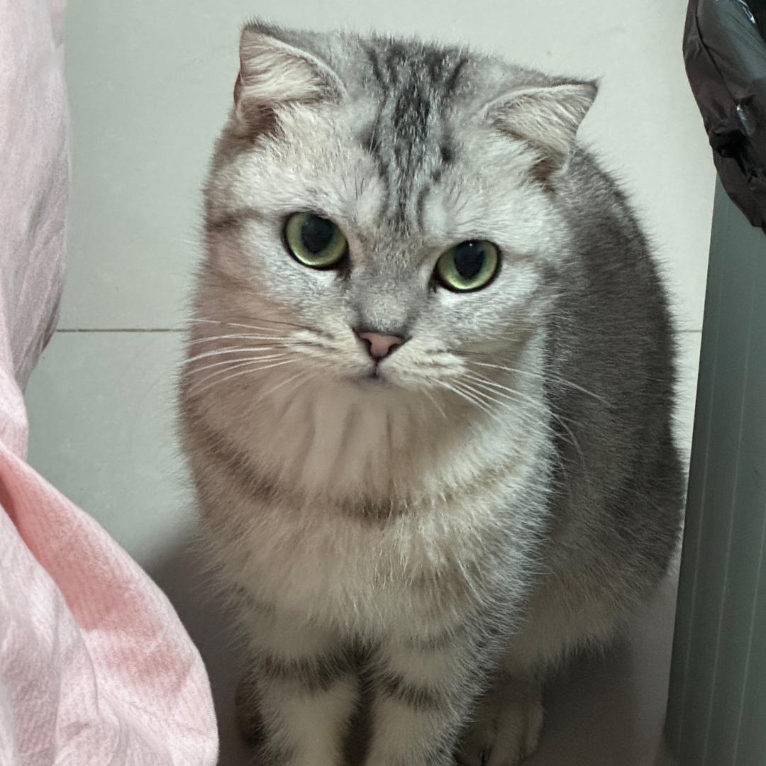 不吃奶油的咩咩