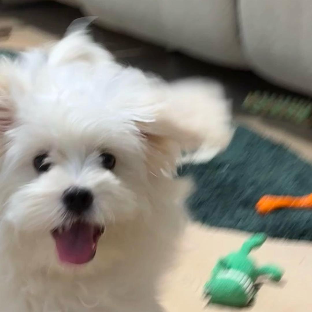 猫狗修理厂🐱🐶