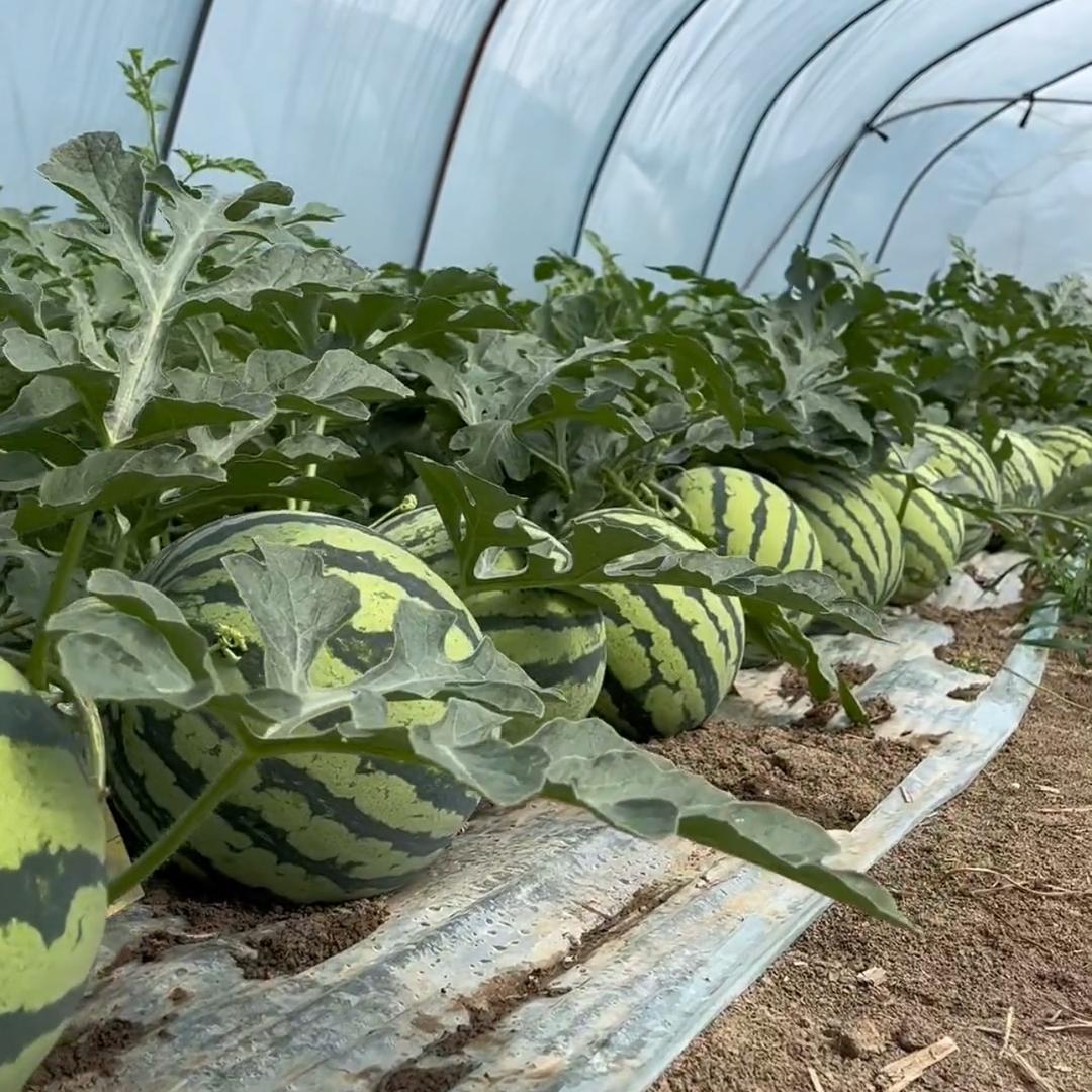 新农人🍉瓜哥