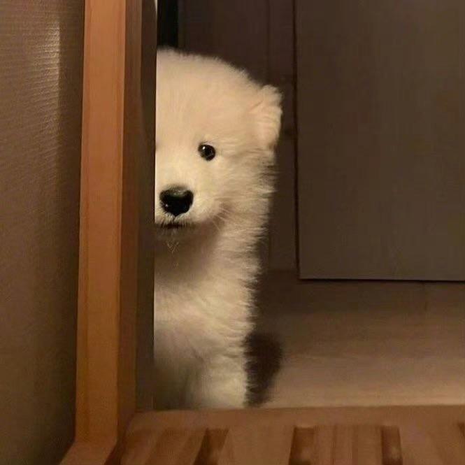 王圈圈