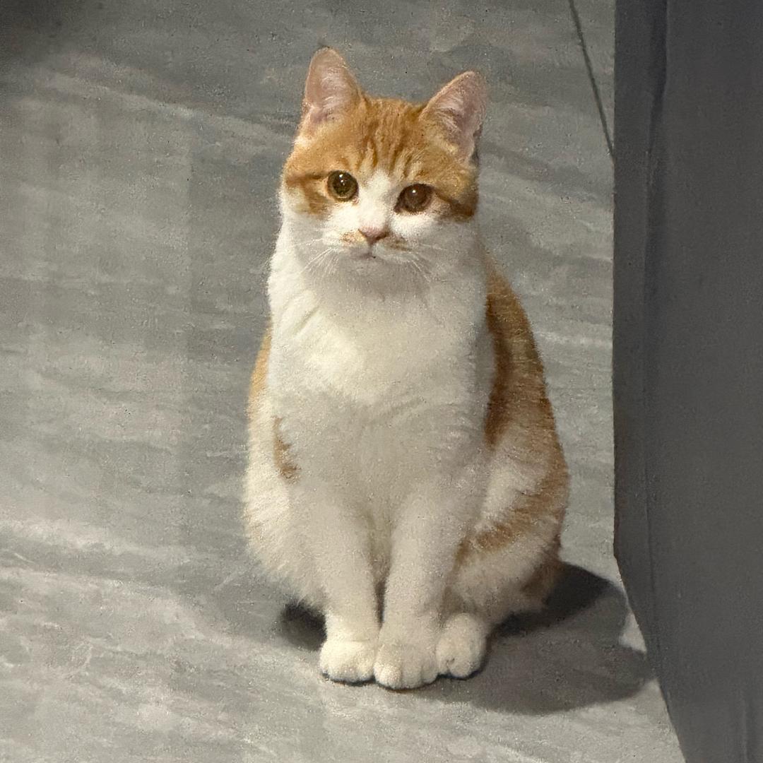 Y半个眉毛