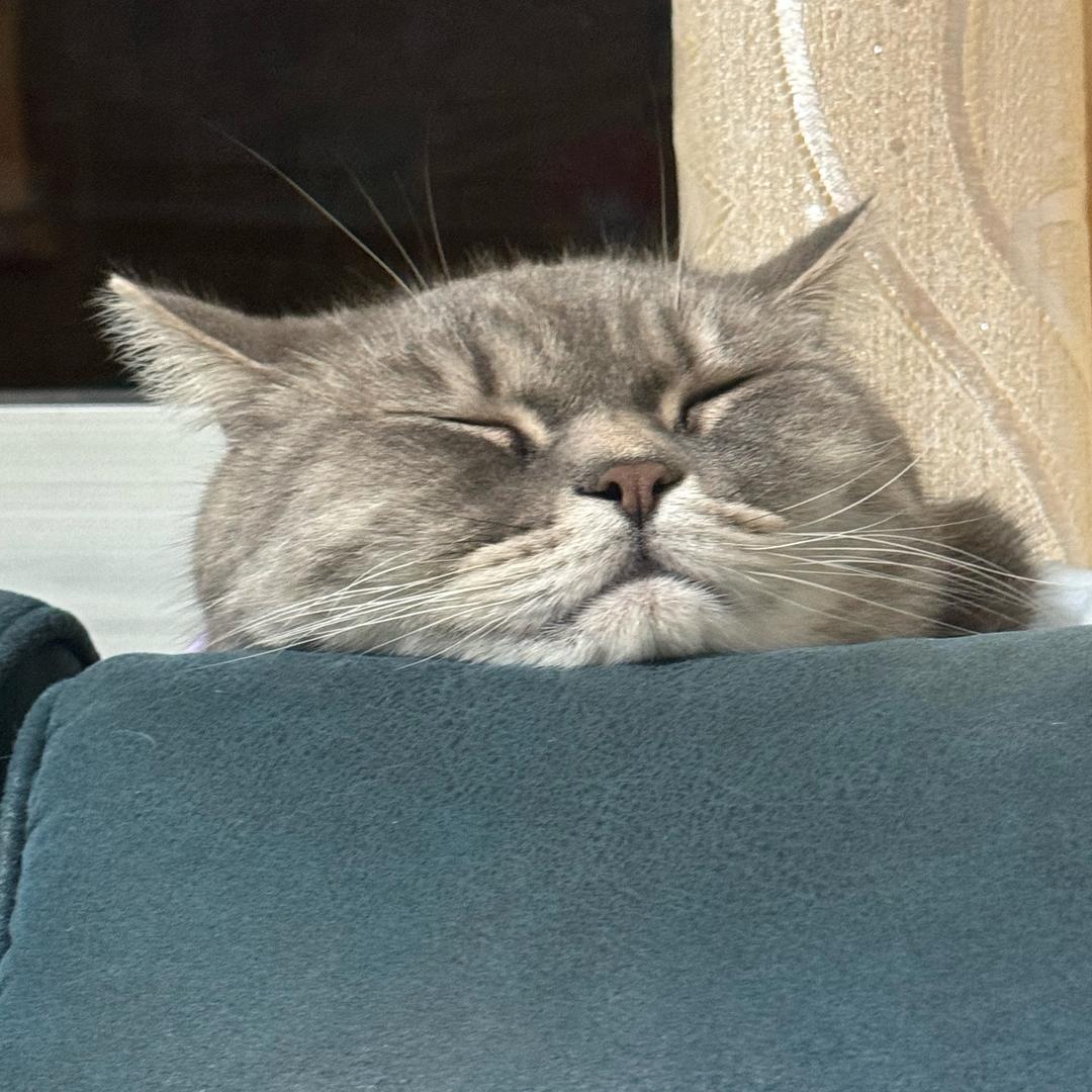一只小猫🐱