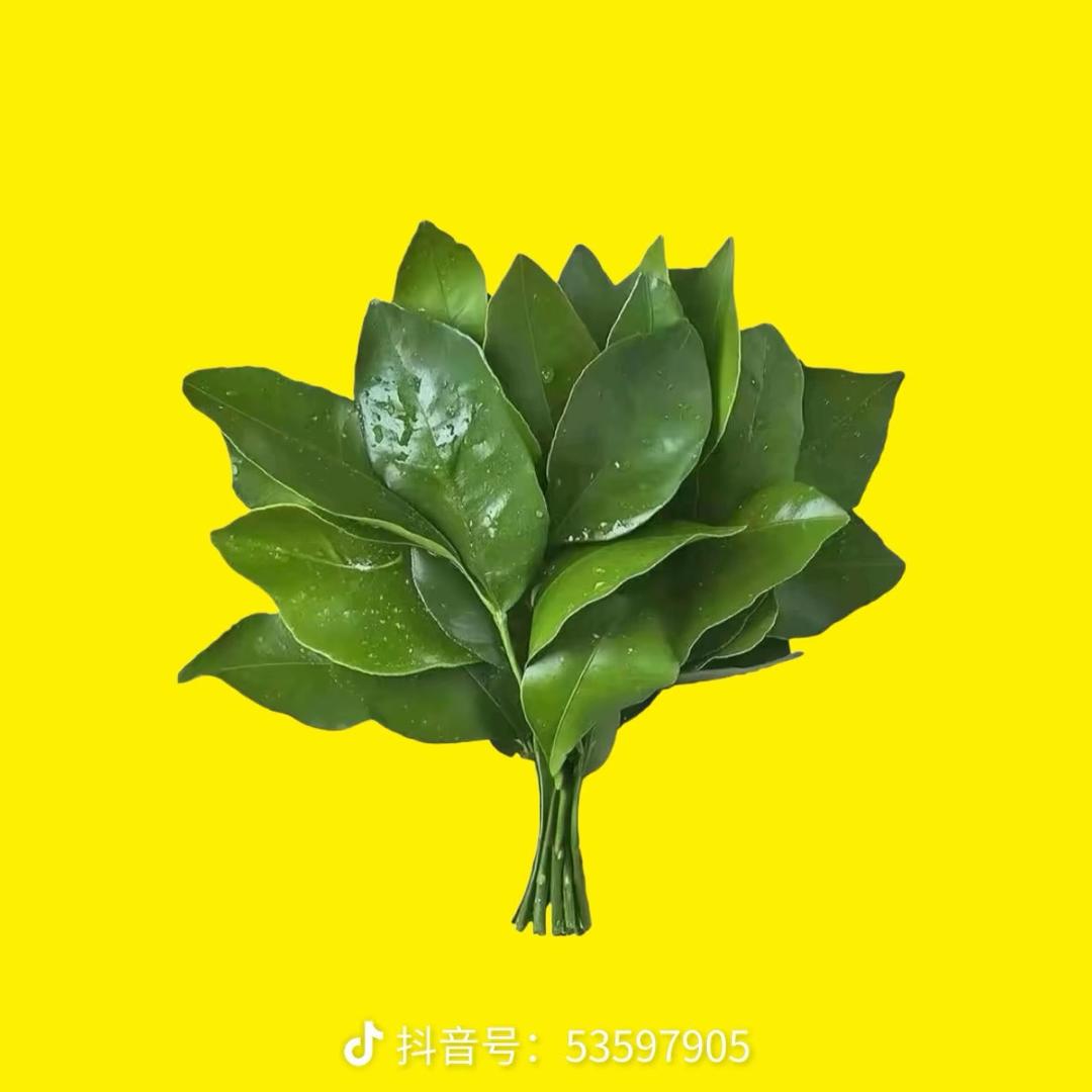 柚子宝宝