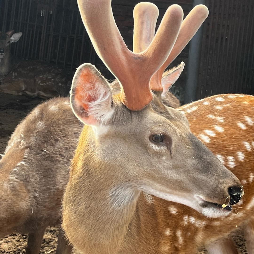 小季和她的小鹿🦌