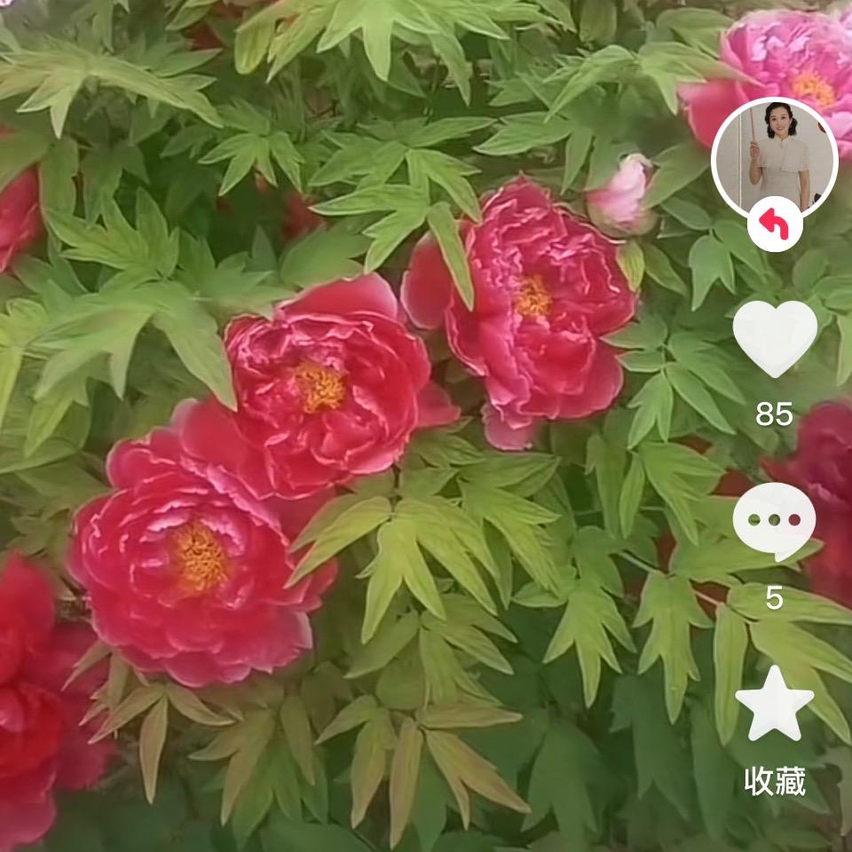 牡丹