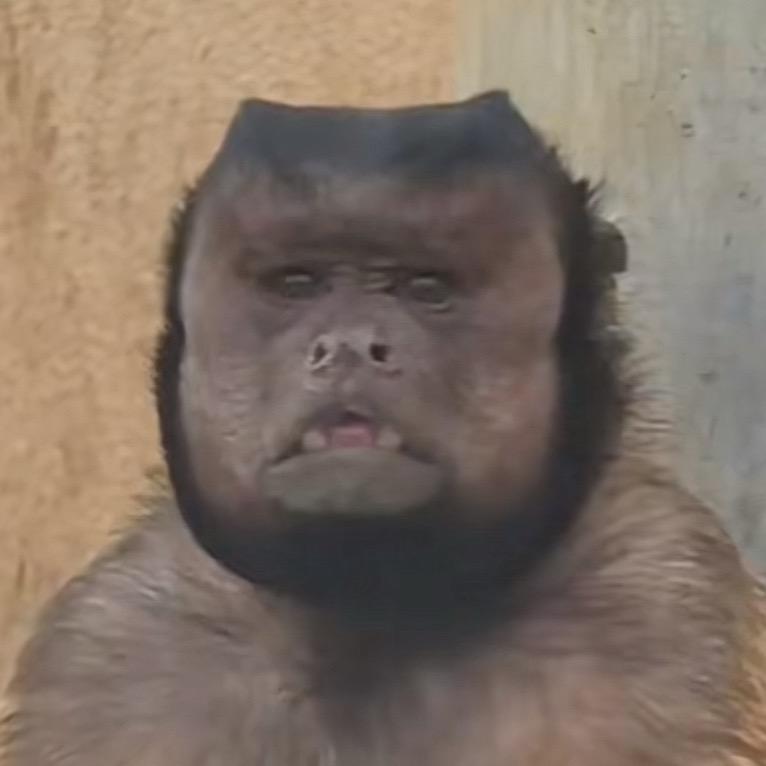 做̶个̶俗̶人̶
