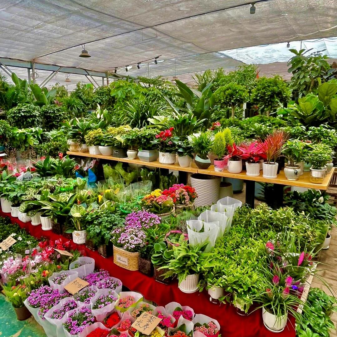 金钻绿植盆栽基地批发
