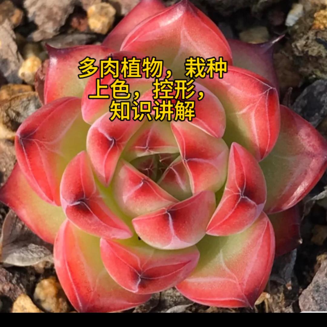 蛋蛋家多肉课堂