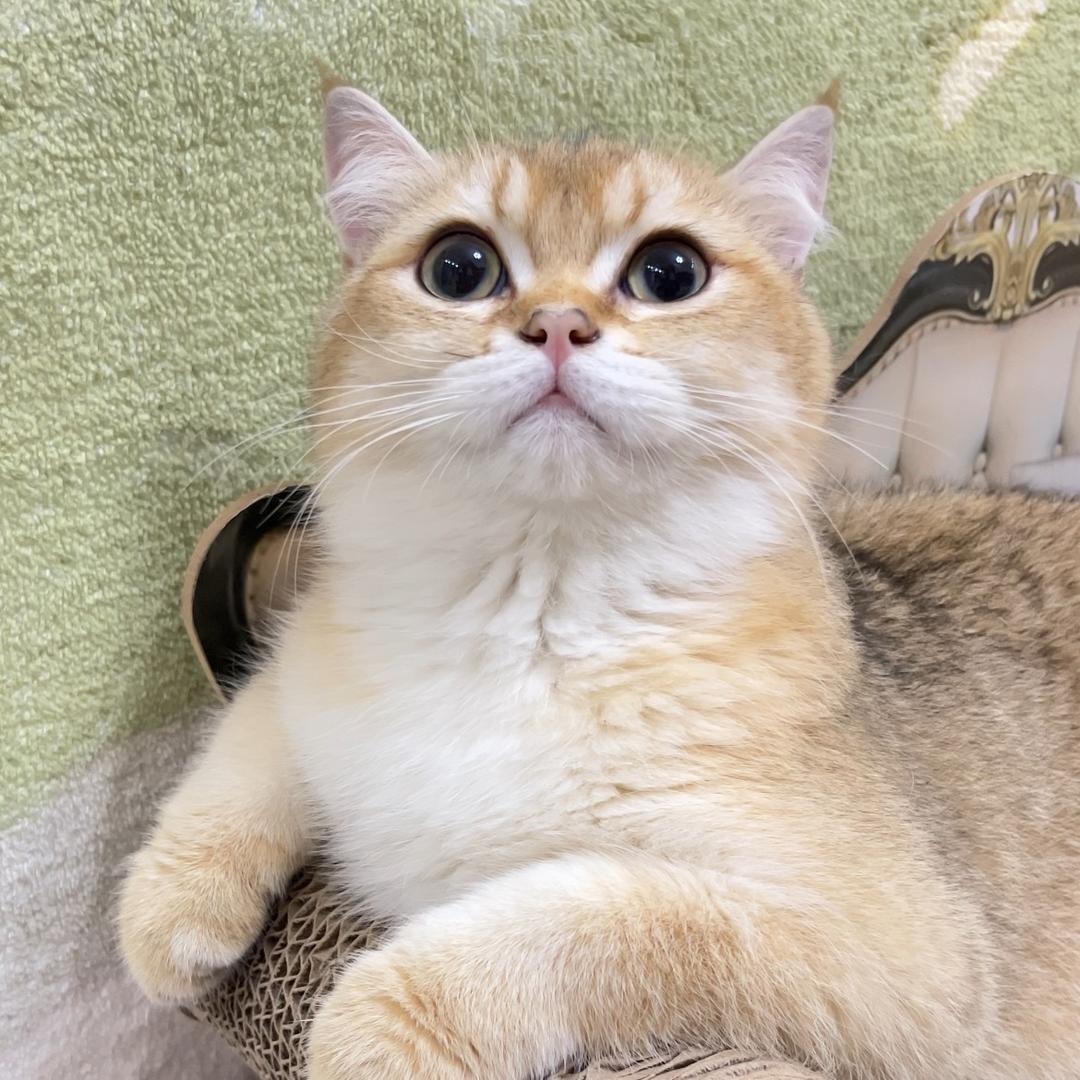 鸭蛋不是蛋