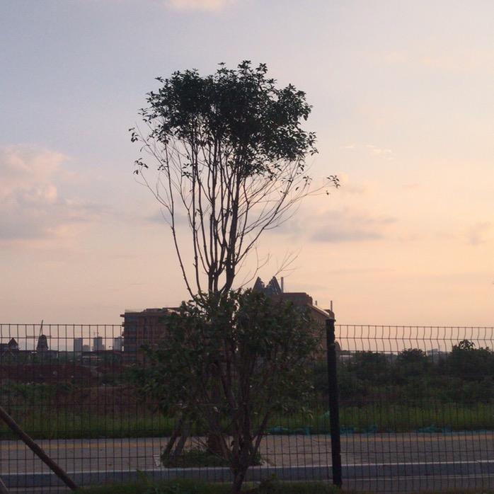 白兰地