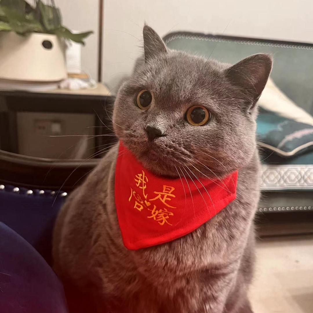 暴发财的躺平日常