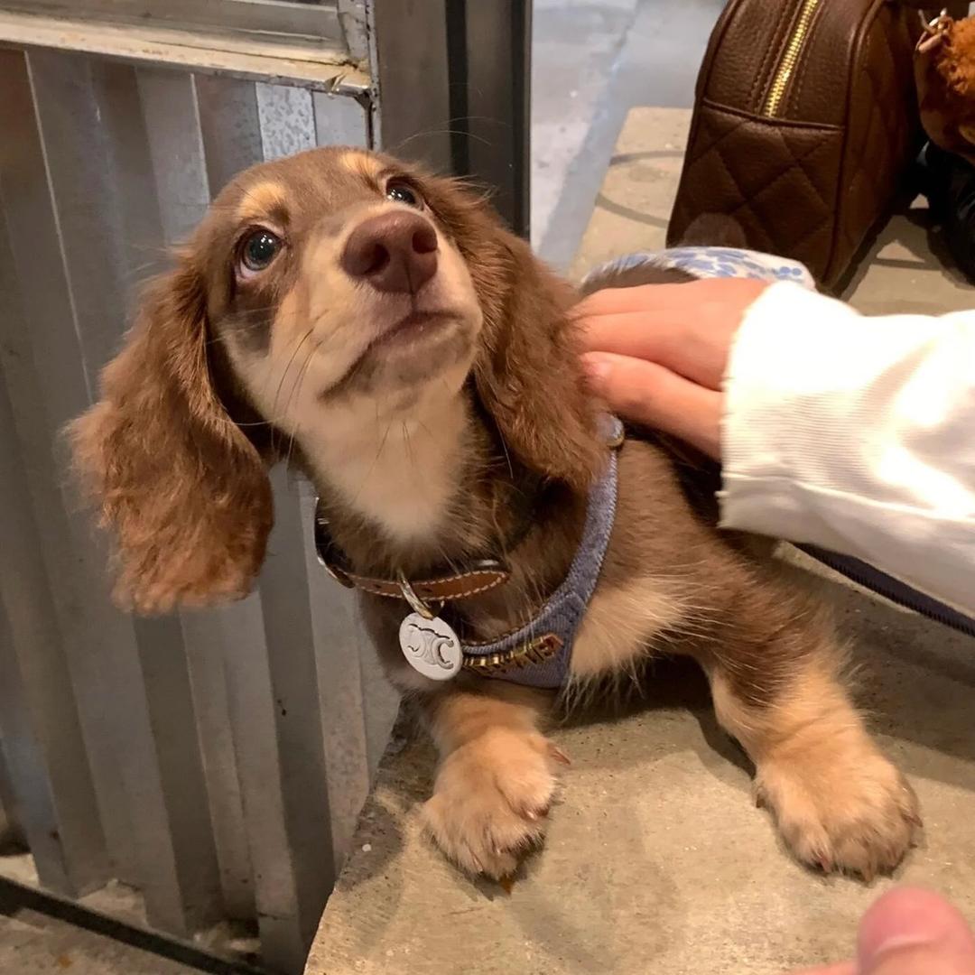 腊肠小犬
