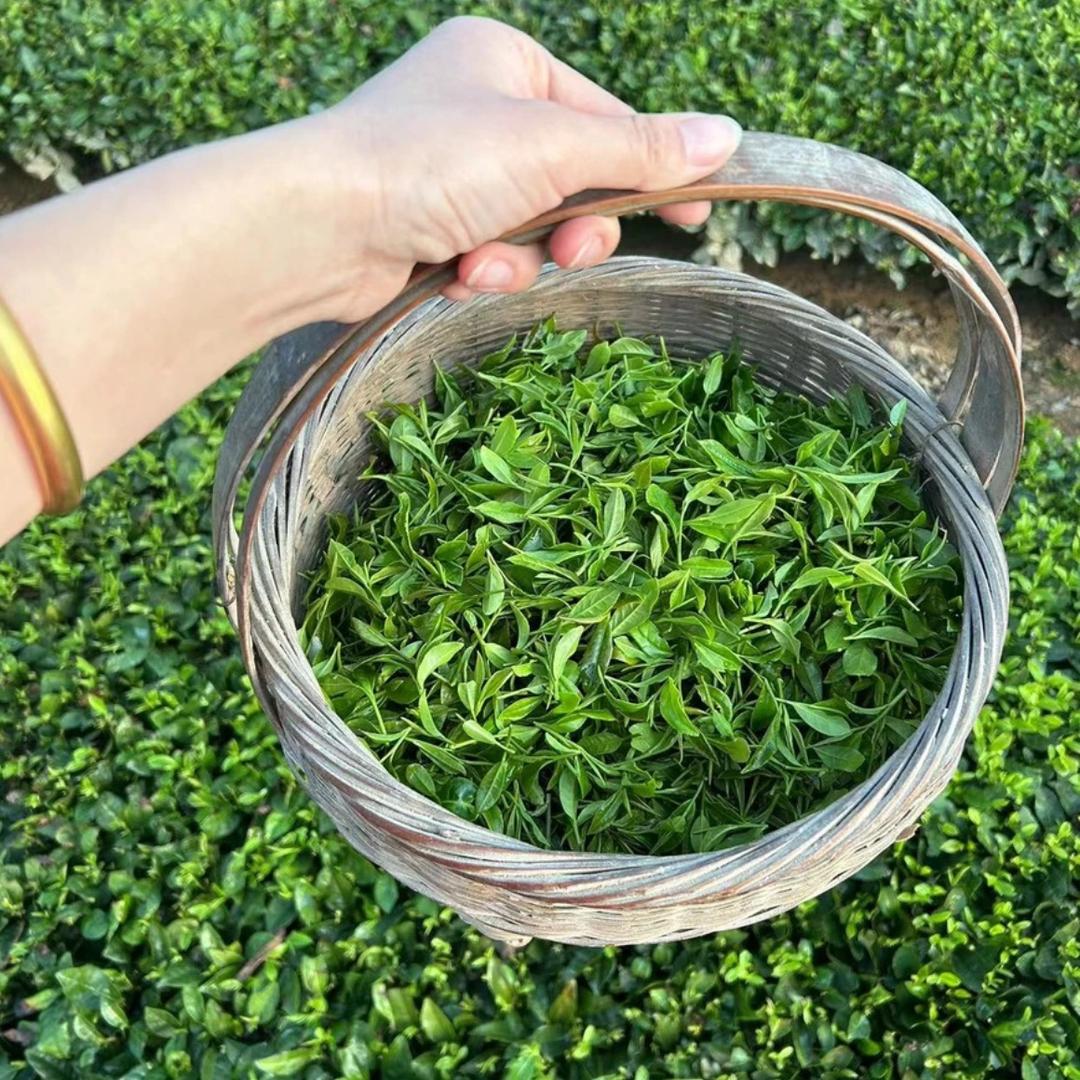 云福鼎茗品