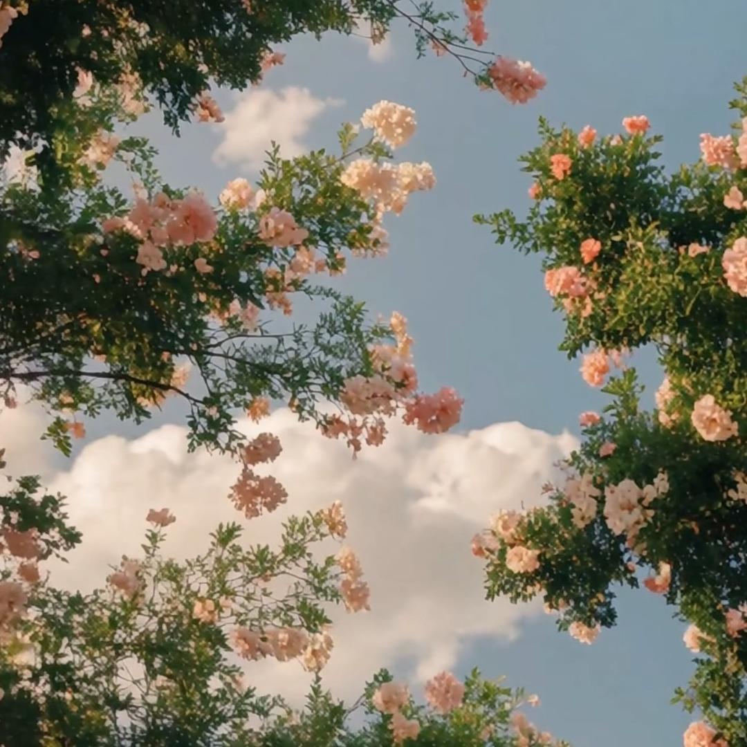 🍀晨曦微露🍀
