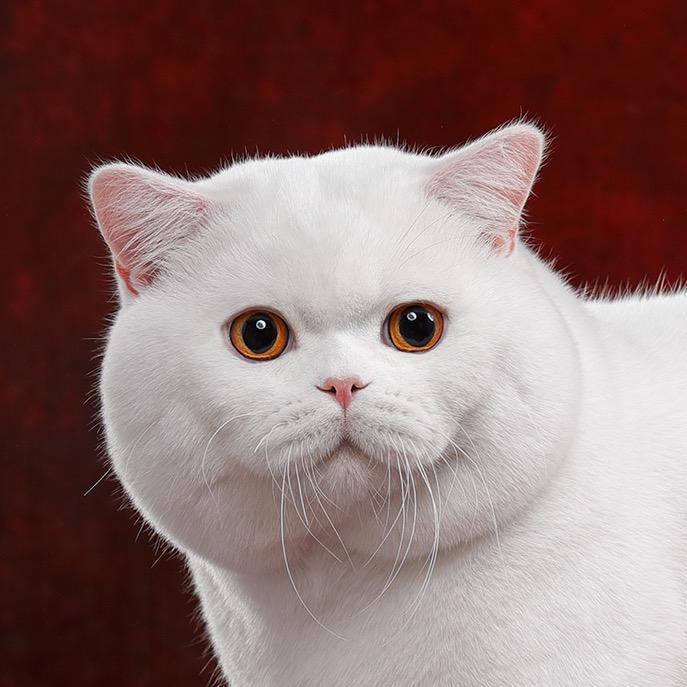 猫咪客栈