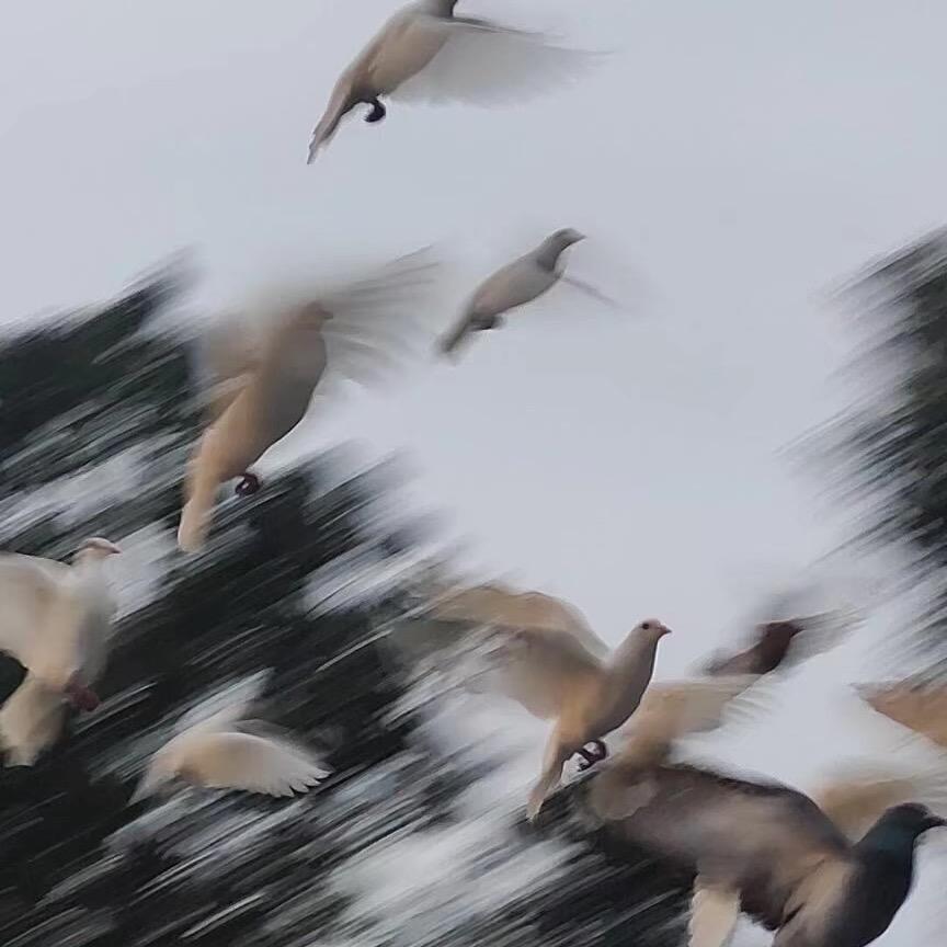 好好好（豪龟族）