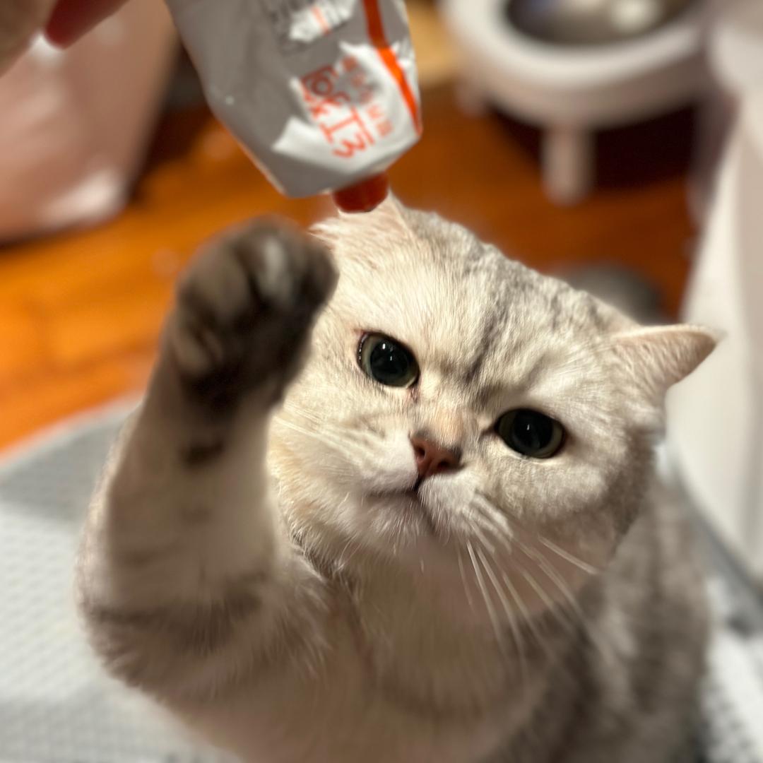 小耗子是银渐层