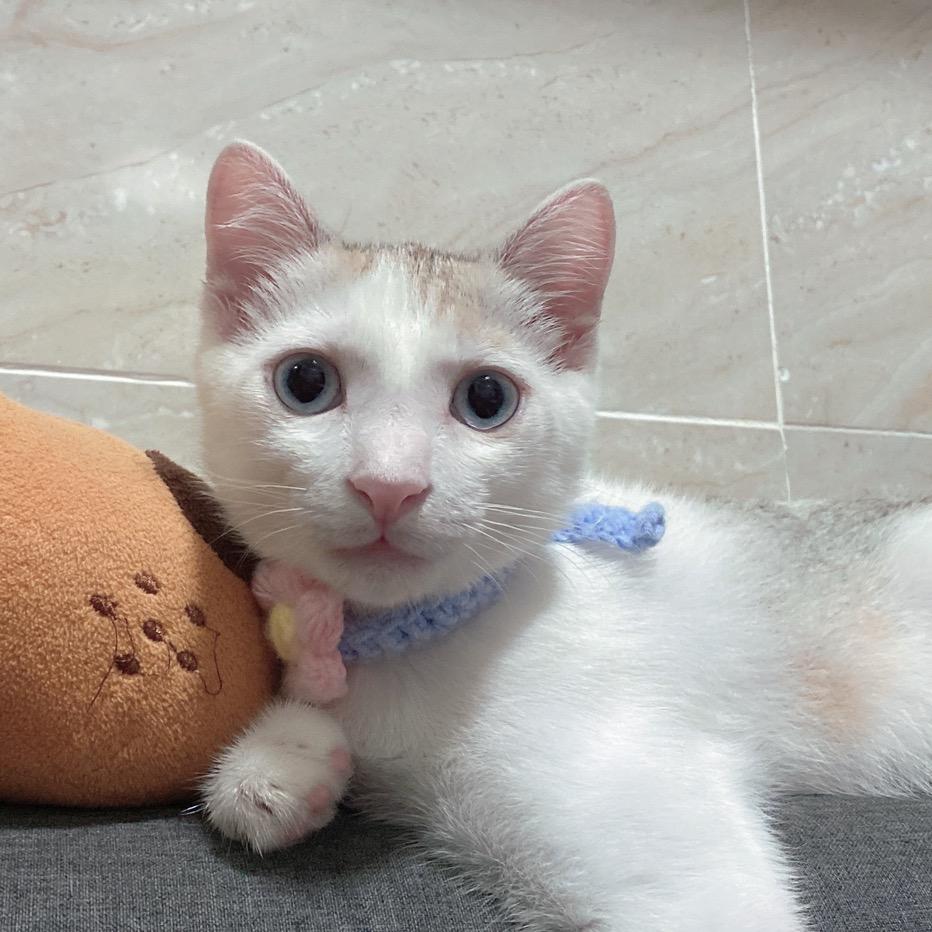 有只小猫叫丸子