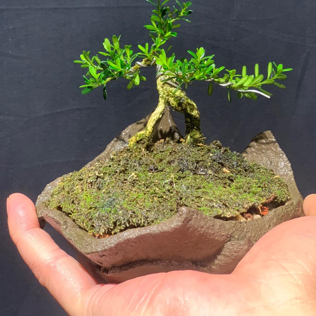 树缘盆栽