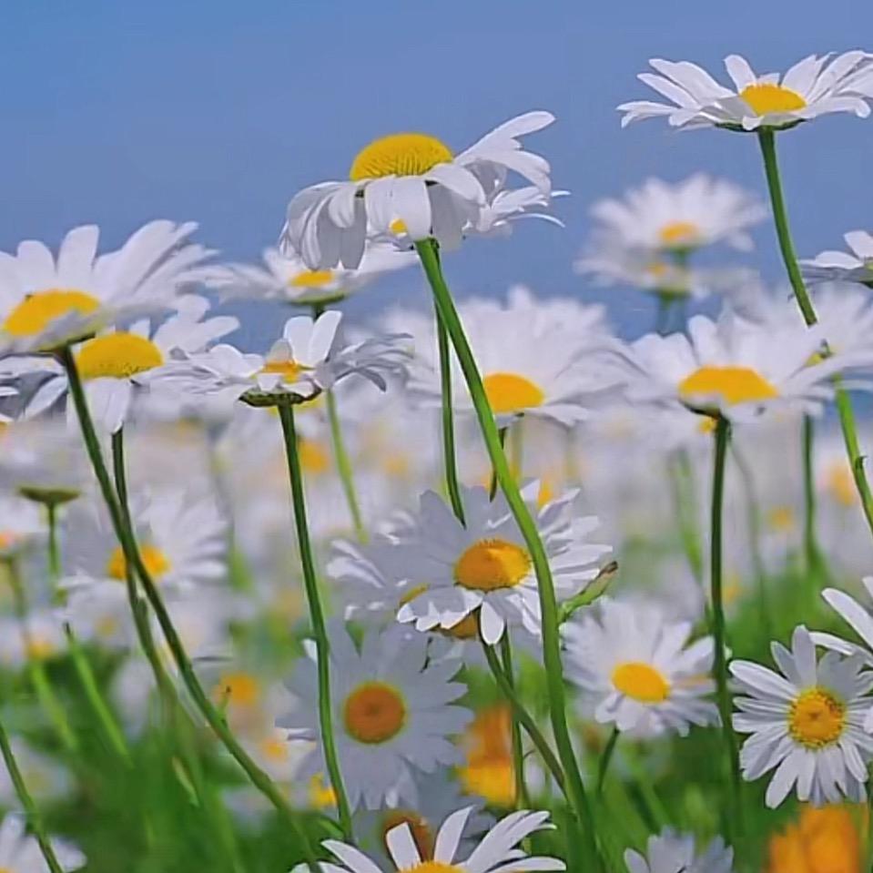 雾里看花