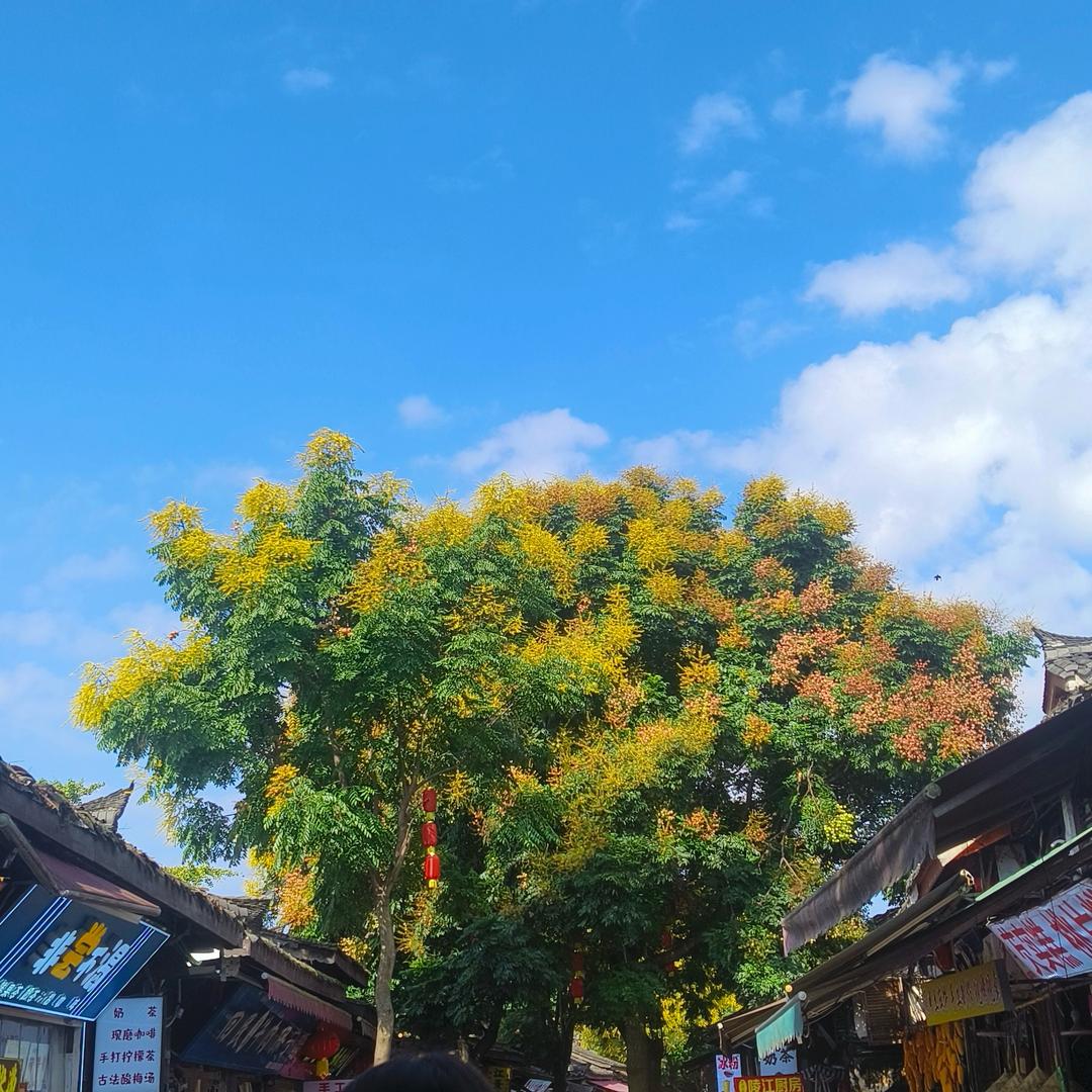 小屁孩日记